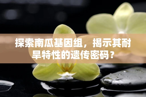 探索南瓜基因组，揭示其耐旱特性的遗传密码？
