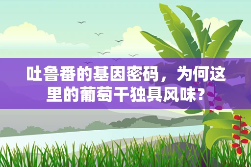 吐鲁番的基因密码，为何这里的葡萄干独具风味？