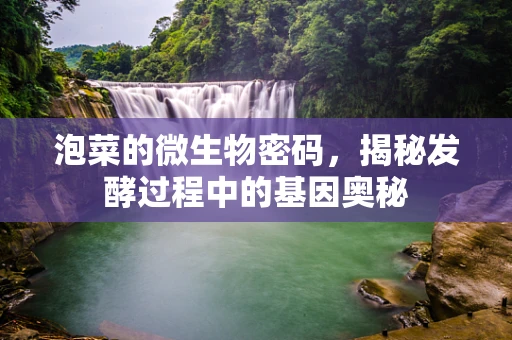泡菜的微生物密码，揭秘发酵过程中的基因奥秘