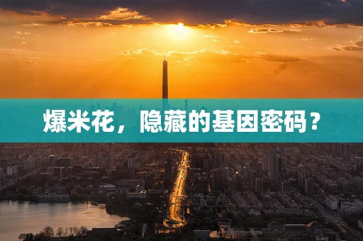 爆米花，隐藏的基因密码？