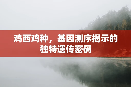 鸡西鸡种，基因测序揭示的独特遗传密码