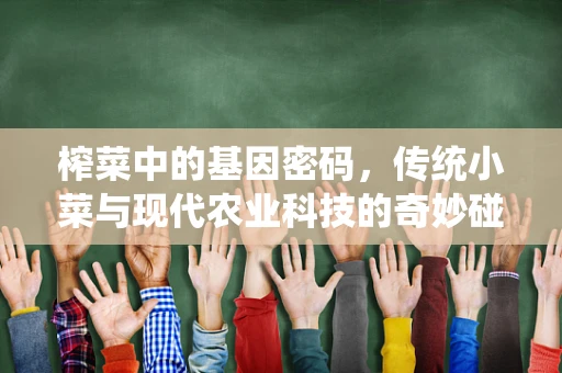 榨菜中的基因密码，传统小菜与现代农业科技的奇妙碰撞