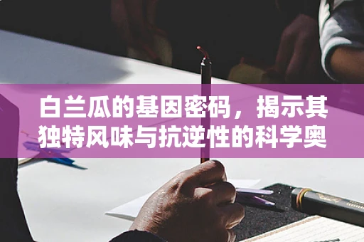 白兰瓜的基因密码，揭示其独特风味与抗逆性的科学奥秘