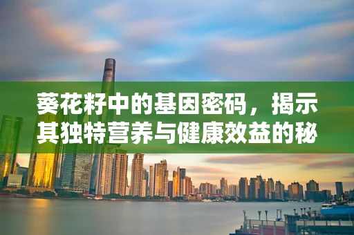 葵花籽中的基因密码，揭示其独特营养与健康效益的秘密