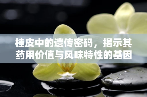 桂皮中的遗传密码，揭示其药用价值与风味特性的基因奥秘