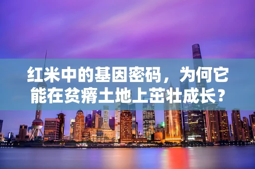 红米中的基因密码，为何它能在贫瘠土地上茁壮成长？