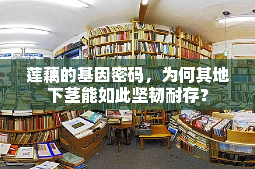 莲藕的基因密码，为何其地下茎能如此坚韧耐存？