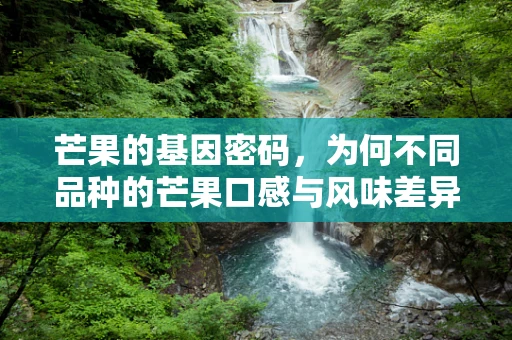 芒果的基因密码，为何不同品种的芒果口感与风味差异如此之大？