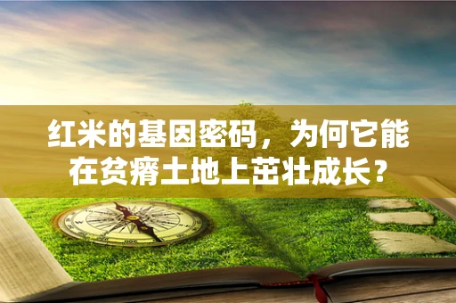 红米的基因密码，为何它能在贫瘠土地上茁壮成长？