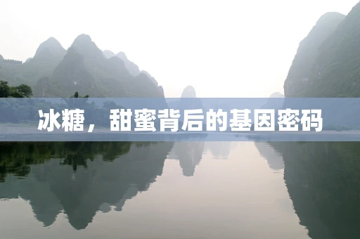 冰糖，甜蜜背后的基因密码