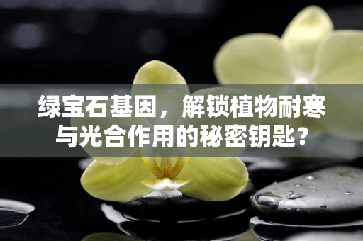 绿宝石基因，解锁植物耐寒与光合作用的秘密钥匙？