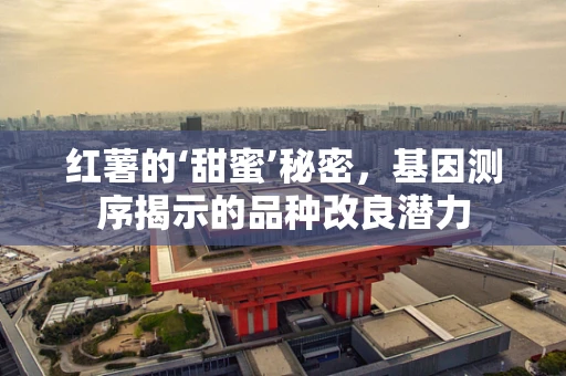红薯的‘甜蜜’秘密，基因测序揭示的品种改良潜力