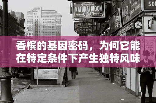香槟的基因密码，为何它能在特定条件下产生独特风味？