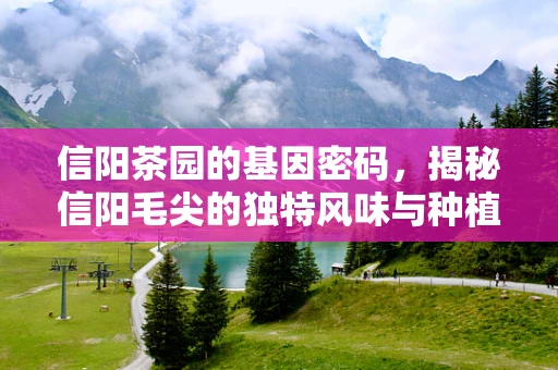 信阳茶园的基因密码，揭秘信阳毛尖的独特风味与种植挑战