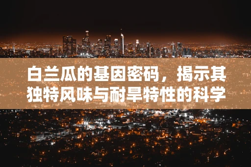 白兰瓜的基因密码，揭示其独特风味与耐旱特性的科学奥秘