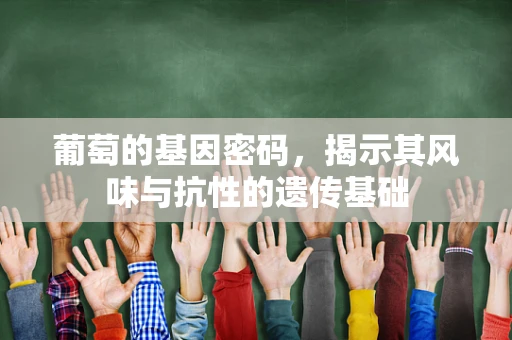 葡萄的基因密码，揭示其风味与抗性的遗传基础