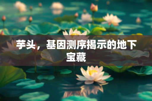 芋头，基因测序揭示的地下宝藏