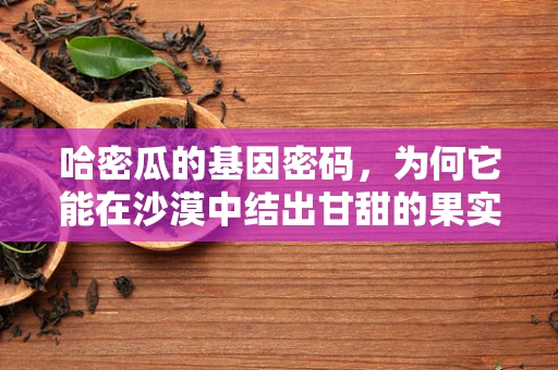 哈密瓜的基因密码，为何它能在沙漠中结出甘甜的果实？