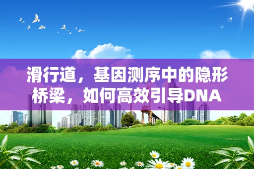 滑行道，基因测序中的隐形桥梁，如何高效引导DNA序列的精准读取？
